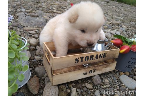 成約済の北海道の柴犬-196163の12枚目