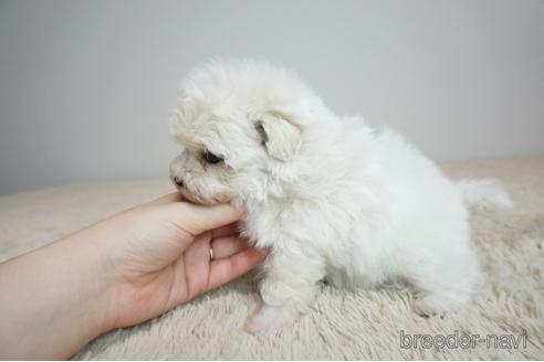 成約済の奈良県のマルプー:マルチーズ×トイプードル-196182の4枚目
