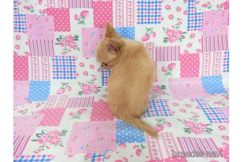 成約済の千葉県のチワワ(ロングコート)-194106の8枚目