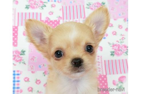 成約済の千葉県のチワワ(ロングコート)-194106の5枚目