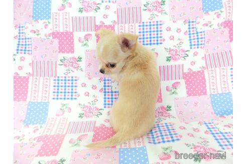 成約済の千葉県のチワワ(ロングコート)-194103の8枚目