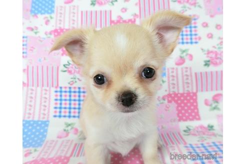 成約済の千葉県のチワワ(ロングコート)-194103の7枚目