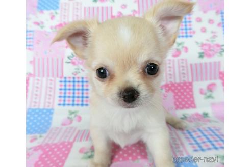 成約済の千葉県のチワワ(ロングコート)-194103の5枚目