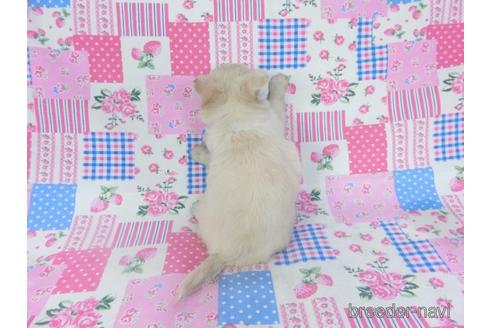 成約済の千葉県のチワワ(ロングコート)-194099の12枚目