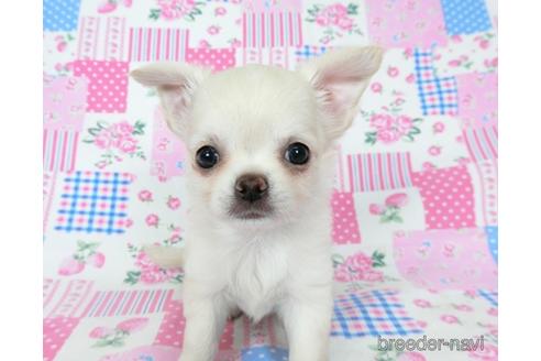 成約済の千葉県のチワワ(ロングコート)-194099の11枚目