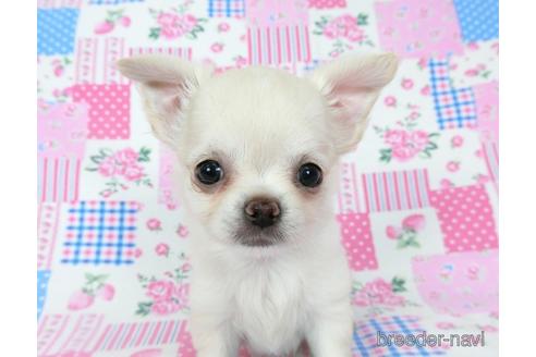 成約済の千葉県のチワワ(ロングコート)-194099の10枚目