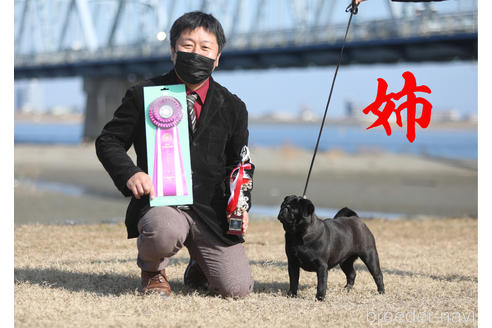 成約済の大分県のパグ-195038の3枚目