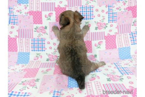 成約済の千葉県のチワワ(ロングコート)-196188の4枚目