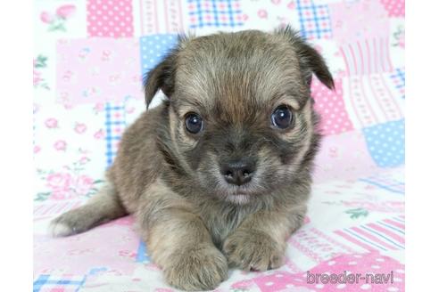 成約済の千葉県のチワワ(ロングコート)-196188の2枚目