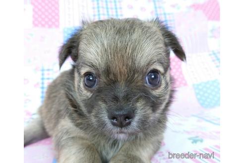 成約済の千葉県のチワワ(ロングコート)-196188