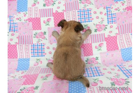 成約済の千葉県のチワワ(ロングコート)-196198の17枚目