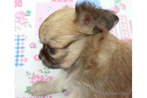 成約済の千葉県のチワワ(ロングコート)-196198の16枚目