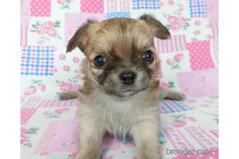 成約済の千葉県のチワワ(ロングコート)-196198の15枚目
