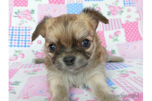 成約済の千葉県のチワワ(ロングコート)-196198の14枚目