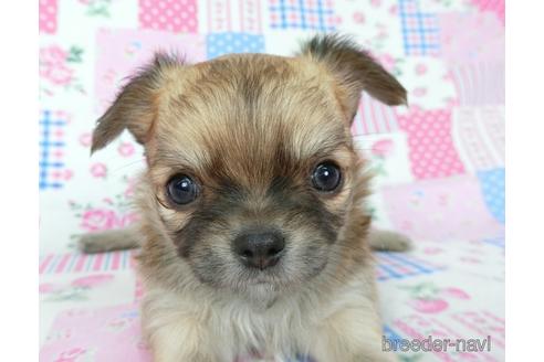 成約済の千葉県のチワワ(ロングコート)-196198の13枚目