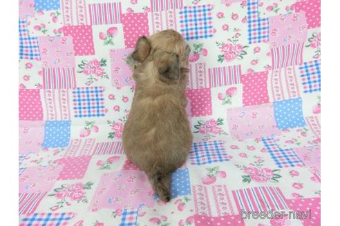 成約済の千葉県のチワワ(ロングコート)-196201の5枚目