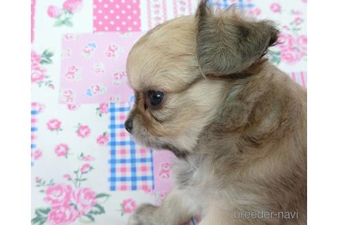 成約済の千葉県のチワワ(ロングコート)-196201の4枚目