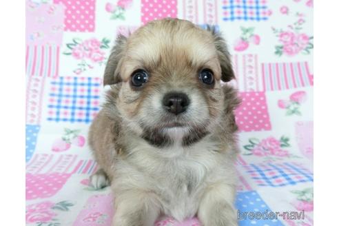 成約済の千葉県のチワワ(ロングコート)-196201の3枚目