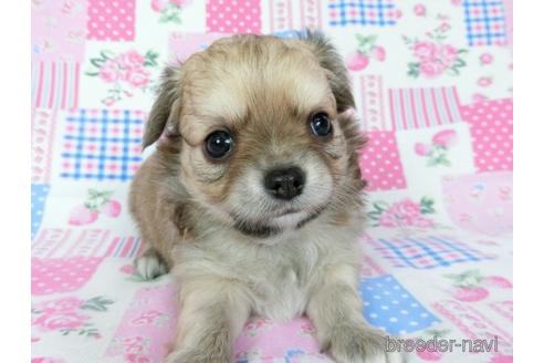 成約済の千葉県のチワワ(ロングコート)-196201の2枚目