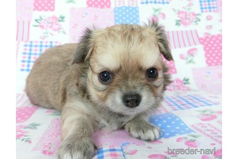 成約済の千葉県のチワワ(ロングコート)-196201