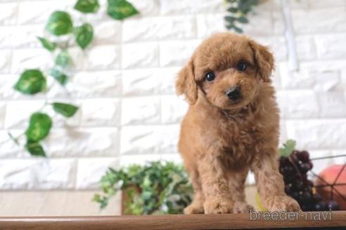 成約済の滋賀県のトイプードル-193689の1枚目