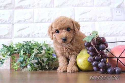成約済の滋賀県のトイプードル-193689の6枚目