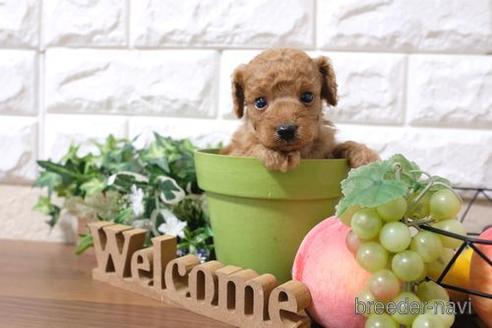成約済の滋賀県のトイプードル-193689の3枚目