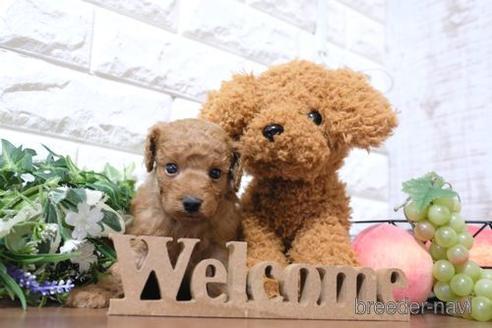 成約済の滋賀県のトイプードル-193689の2枚目