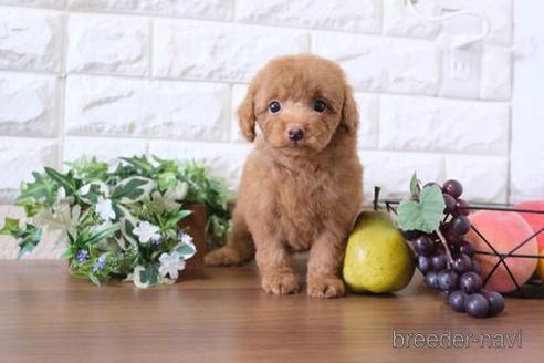 成約済の滋賀県のトイプードル-193690の1枚目