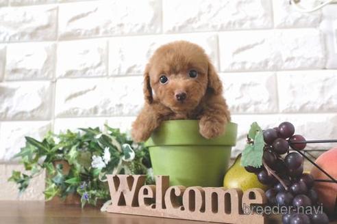 成約済の滋賀県のトイプードル-193690の6枚目