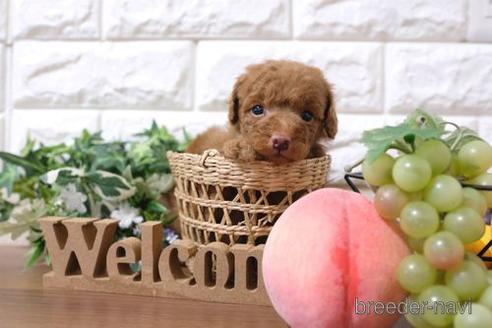 成約済の滋賀県のトイプードル-193690の3枚目