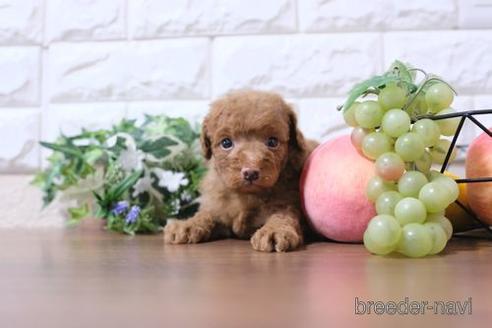 成約済の滋賀県のトイプードル-193690の2枚目