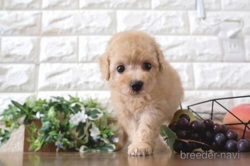 成約済の滋賀県のトイプードル-193692の1枚目
