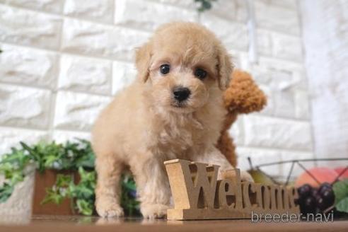 成約済の滋賀県のトイプードル-193692の6枚目