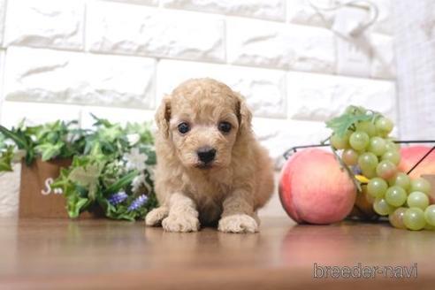 成約済の滋賀県のトイプードル-193692の3枚目