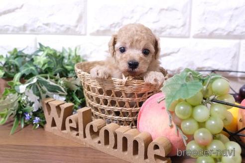 成約済の滋賀県のトイプードル-193692の2枚目