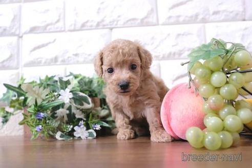 成約済の滋賀県のトイプードル-196059の3枚目