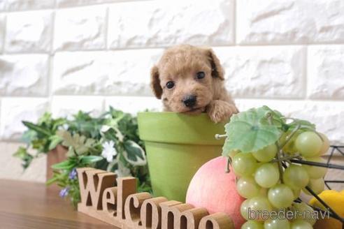 成約済の滋賀県のトイプードル-196059の2枚目