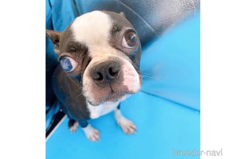 成約済の東京都のボストンテリア-197951の2枚目