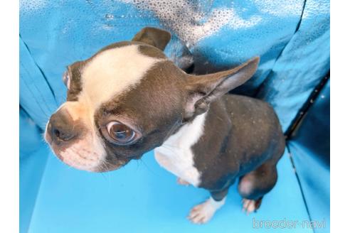 成約済の東京都のボストンテリア-197951の3枚目