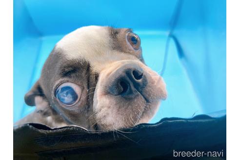 成約済の東京都のボストンテリア-197951の5枚目