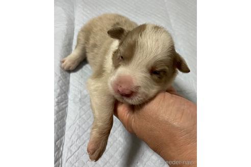 成約済の東京都のボーダーコリー-196234の3枚目