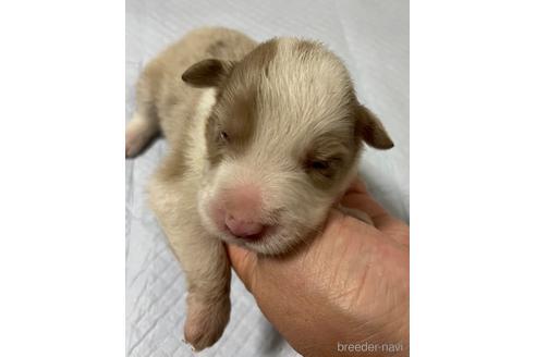 成約済の東京都のボーダーコリー-196234の4枚目