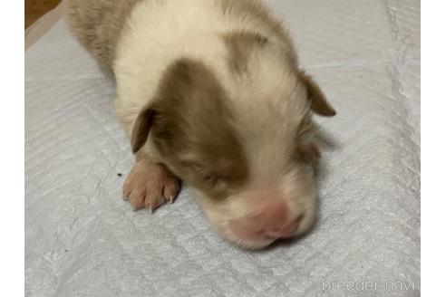 成約済の東京都のボーダーコリー-196234の6枚目