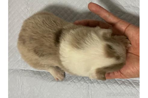 成約済の東京都のボーダーコリー-196234の2枚目