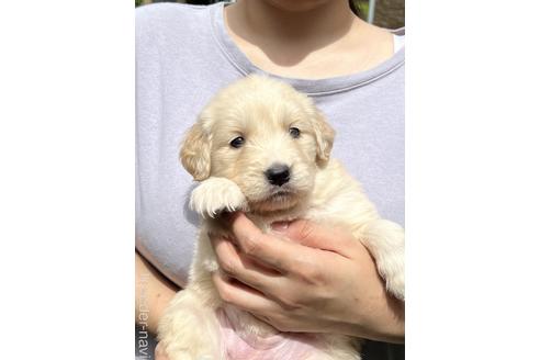 子犬