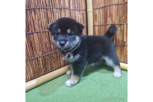 成約済の新潟県の柴犬-196251の1枚目