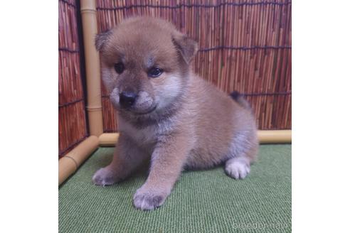 成約済の新潟県の柴犬-196253の3枚目