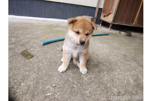 成約済の岡山県の柴犬-190606の1枚目