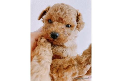 静岡県のトイプードル 男の子 22 07 28生まれ キリッとした顔立ちのイケメン君です 子犬id ブリーダーナビ